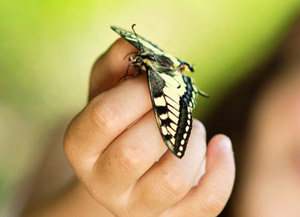 butterfly in childs hand